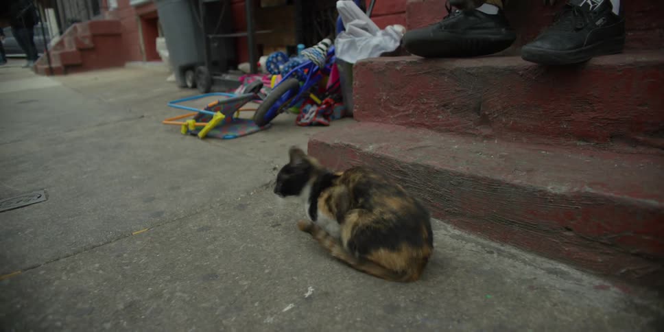 A cat jumps and then runs away