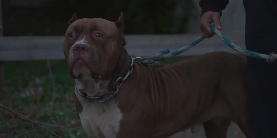 A dog on a rope leash looks around