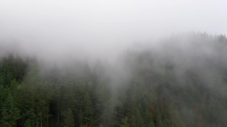Vehicles travel on the highway past the forest