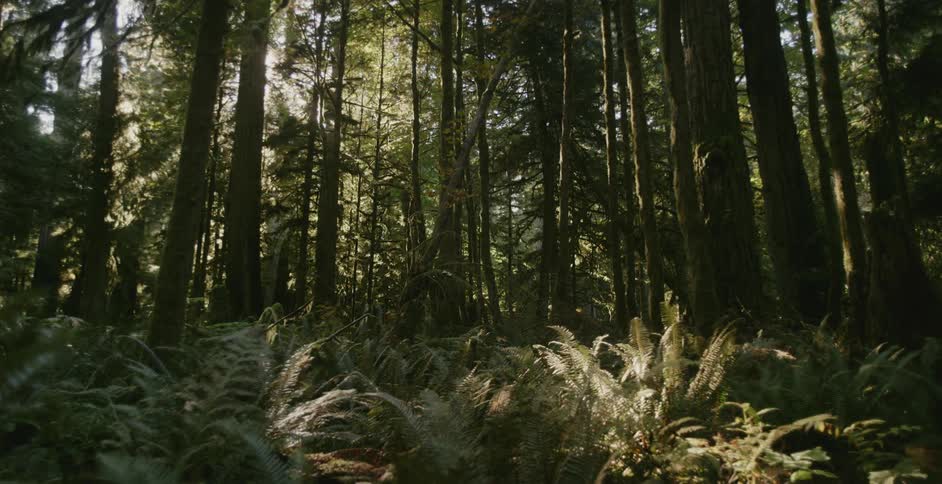 The sun shines through trees in the woods