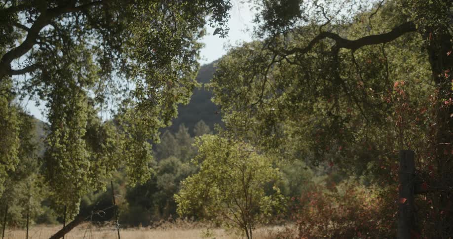 Trees filled with leaves and a mountain in the distance