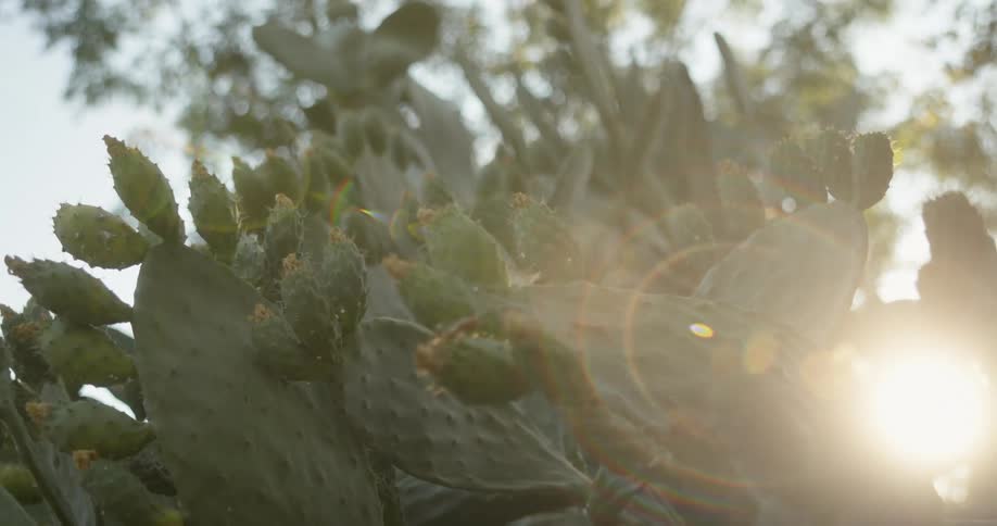 A cactus is growing tall with the sun shining upon it