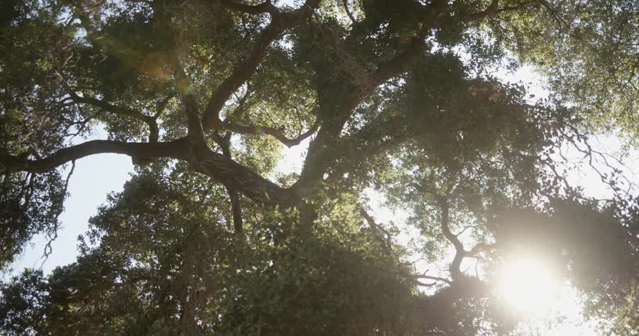A upwards shot of a tree