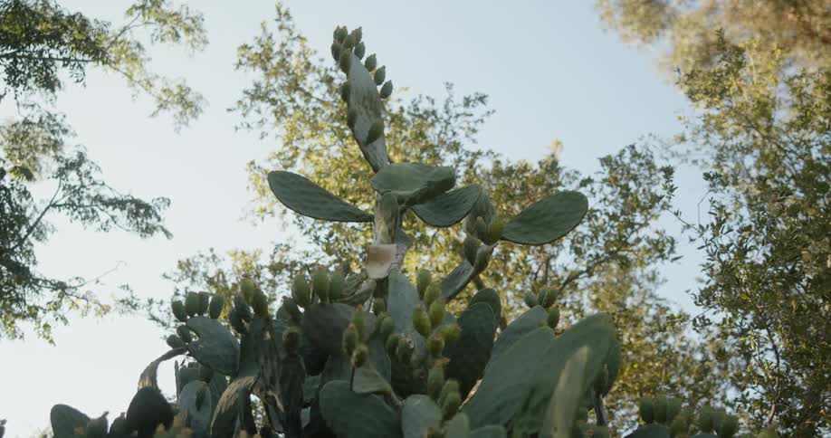 A cactus growing tall and there are trees in the distance