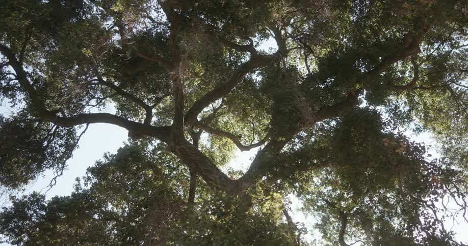 Tree branches and leaves wave softly in the breeze