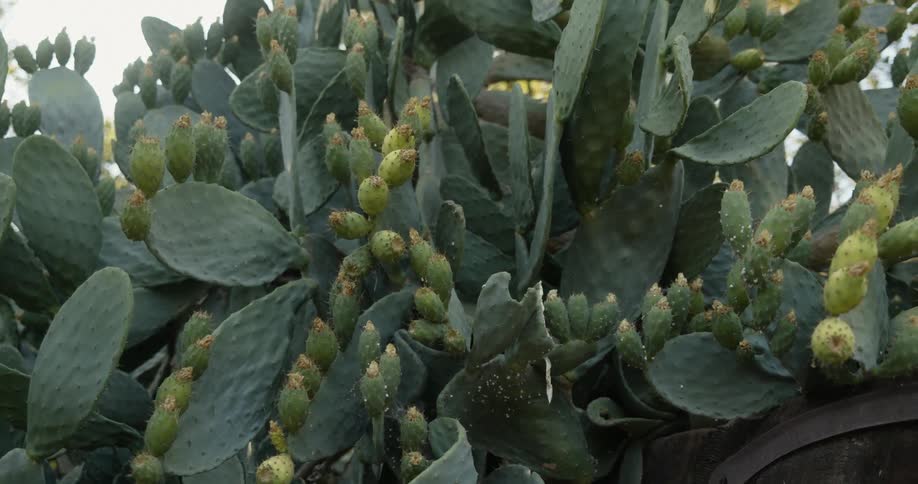 A large cactus plant with flat leaves and pods