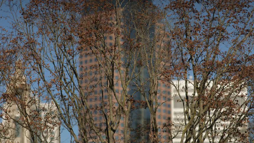 A tree with thin branches that reach upwards is in front of several tall buildings
