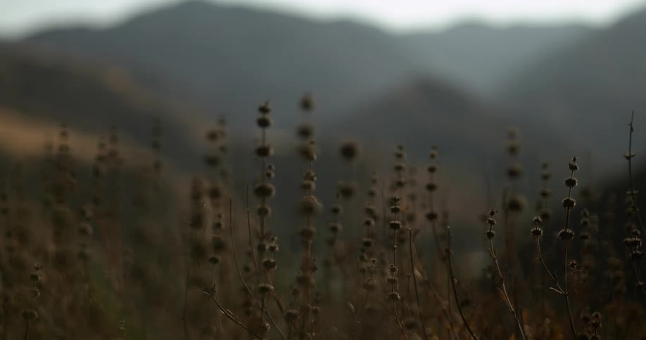 A mountain range is visible through tall weeds in a field