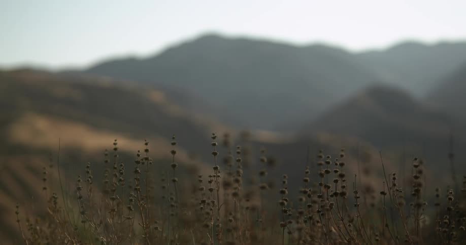 Some small plants sway gently as the grow nearby a mountain range