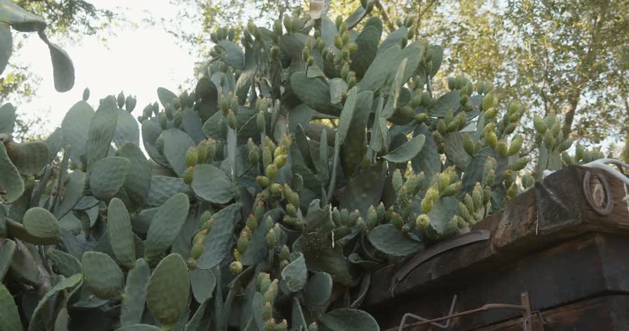 A green and healthy looking cactus plant is located beneath some trees on a sunny day