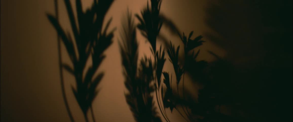 A shadow of a plant on a wall in a room