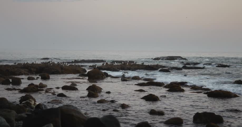 Birds sit on the rocks by the shore