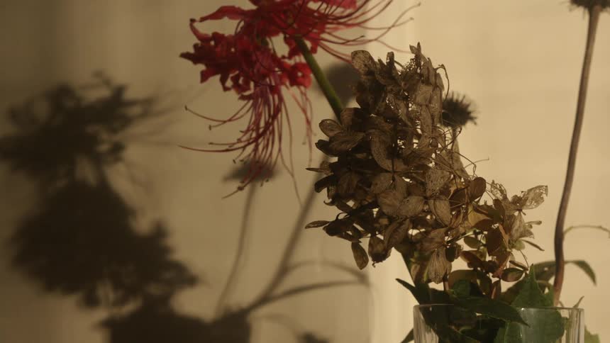 Sunlight shines onto a plant in a glass vase indoors