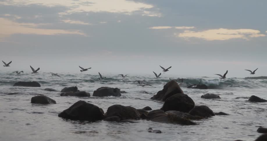 A flock of seagulls sitting on rocks along the shore and flying over the water
