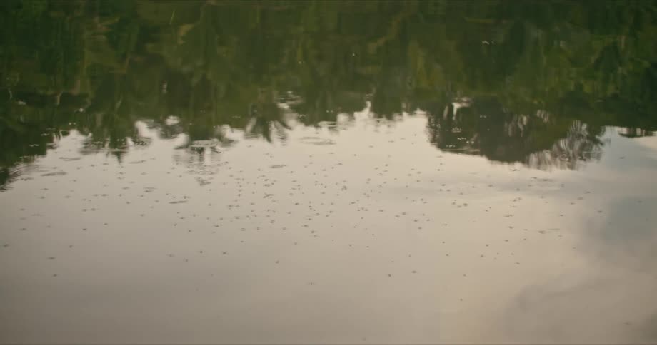 A river with insects on top of it and trees reflecting in it as sticks are thrown in the water