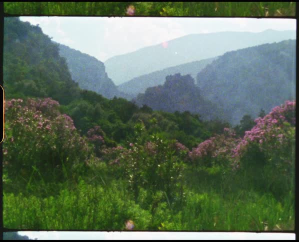A landscape with plants and flowers with trees and a mountain range in the background