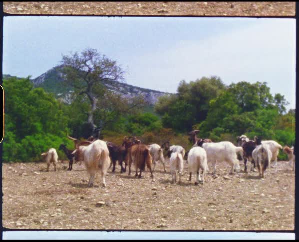 Goat herd moves across empty ground toward brush separating them from mountain under a cloudy sky