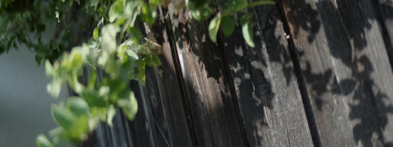 Green vines hanging over the wooden fence