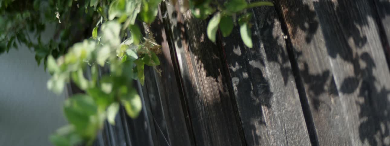 A plant is hanging over a fence and swaying back and forth