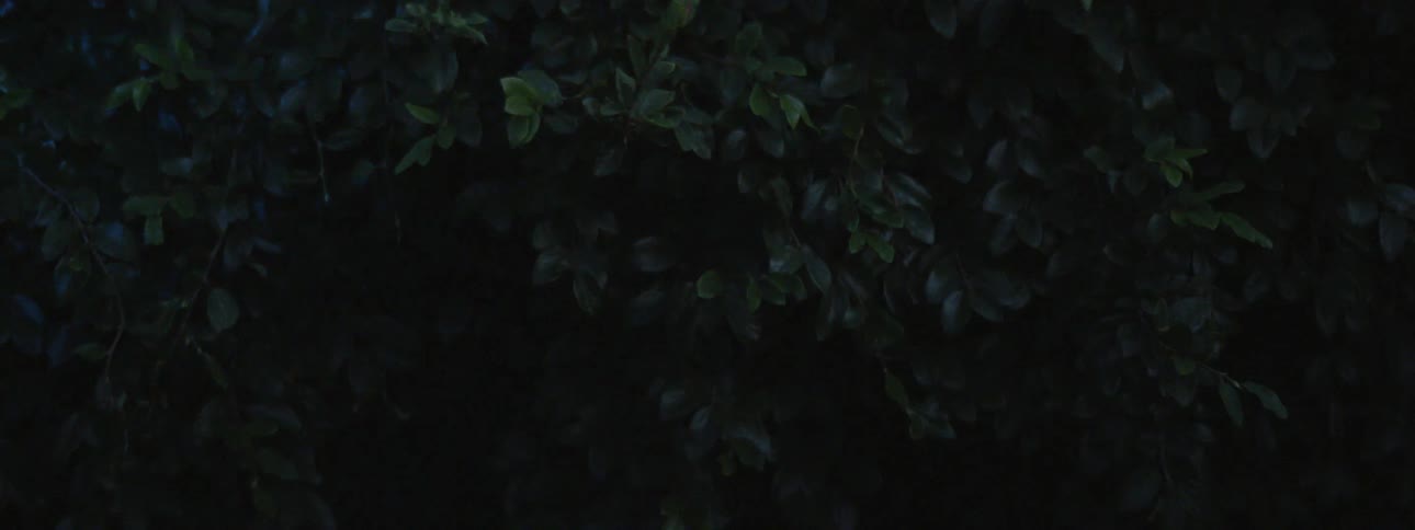 Light sweeps over brush brightening leaves and making them shine