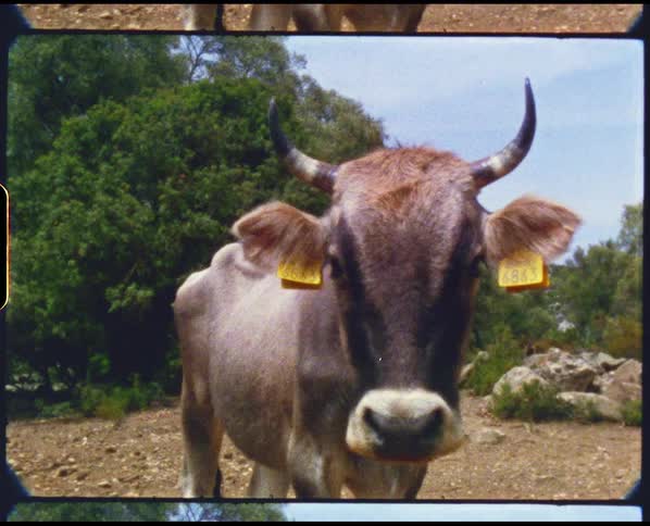 A cow with tags on its ears with trees the sky and clouds in the background