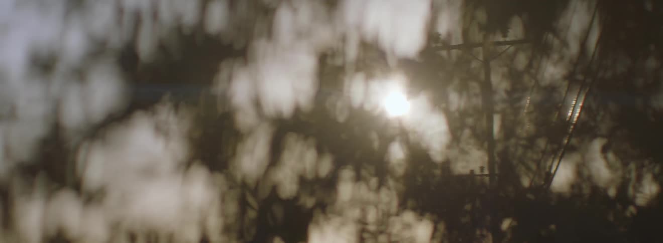 A sun peaks through some branches