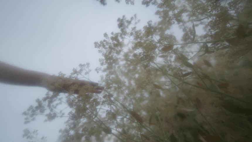 Person touching the leafs and branches of a small bush outdoors