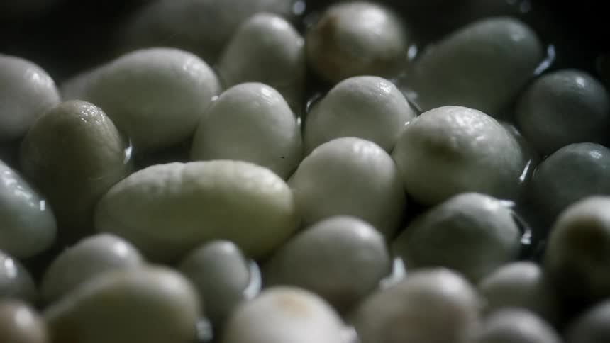 White silk worm eggs turning and spinning while boiling in water