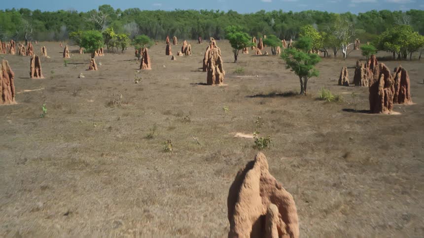 Mounds of various size are scattered across field leading to forest