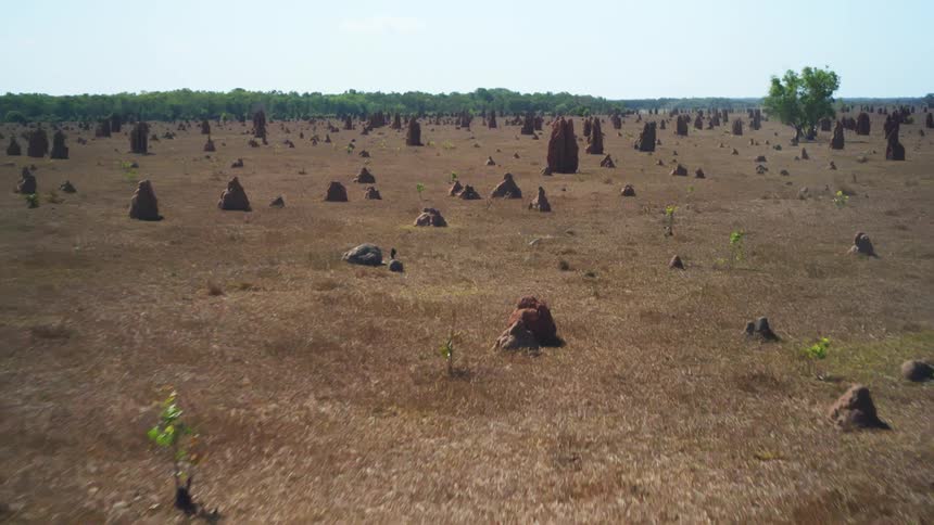 Termite hills in a field