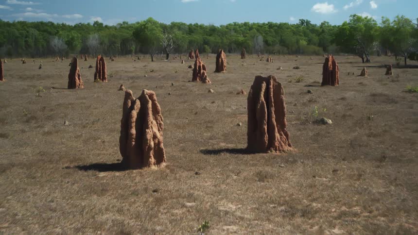 Rock monoliths dot an open field near a line of trees