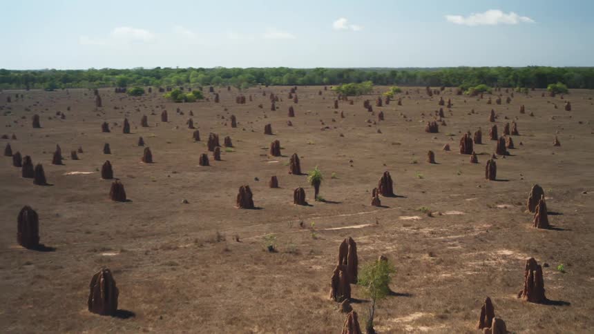 A landscape with termite mounds and trees with the sky and clouds in the background