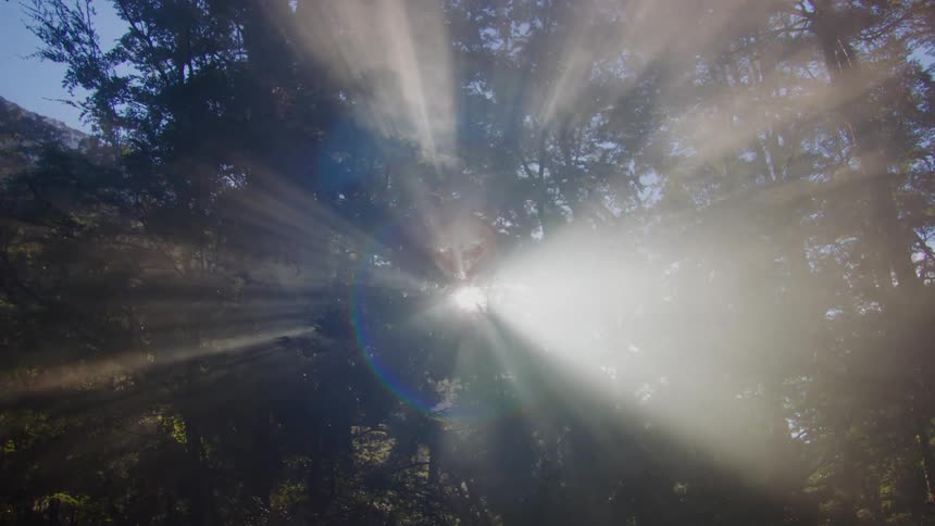 Bright sun rays shine through the trees
