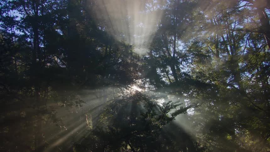 The sun shines through the trees in the woods