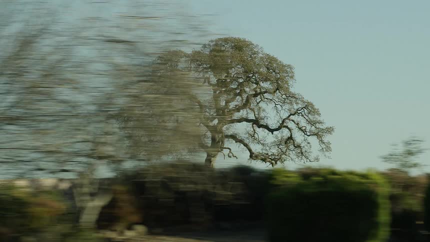 Moving past trees and plants while viewing odd tree