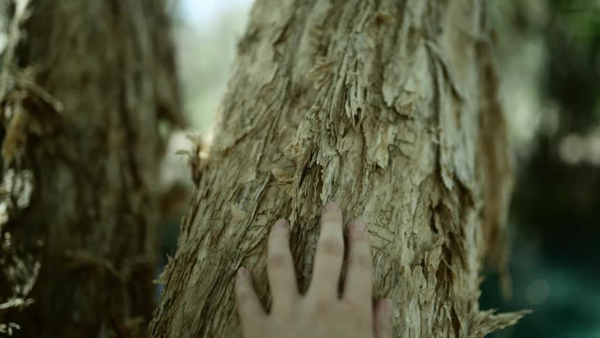 A person rubbing their hand on a tree with the sky and clouds in the background