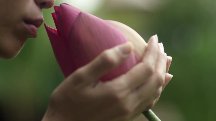 Asian woman smells the fragrance of a giant sunrise tulip
