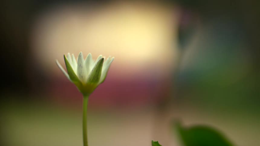 A small flower blossom is partially opened as it subtly sways in the wind
