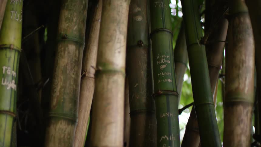 Stalks of bamboo