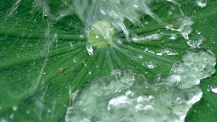 A vibrant green leaf has water drops continuously splashing upon it