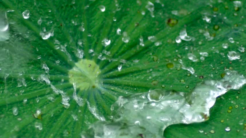 Water drops are splashed on greenery