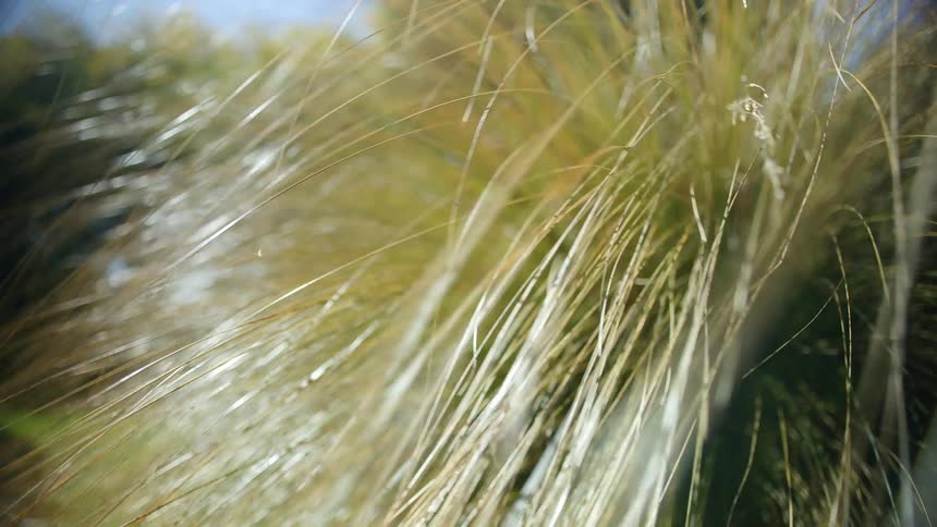 Tall grass blows in the wind and shimmers in the sunlight