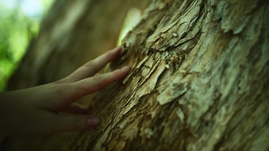 Hand touching the bark on a tree trunk in the forest