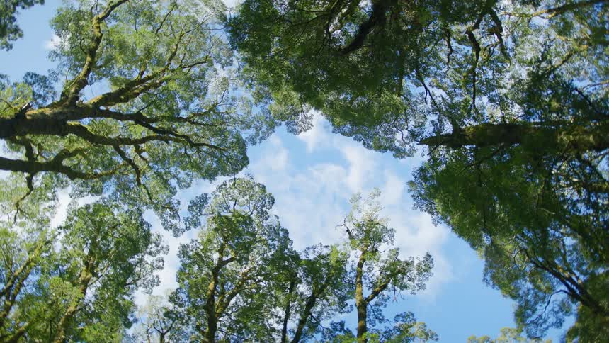 Straight up view of tall trees high in the sky