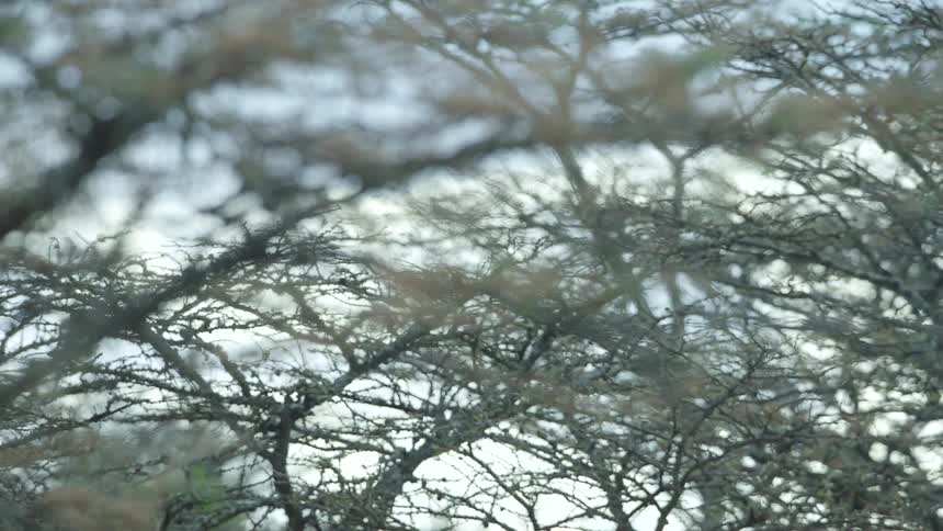 Small white flowers grow on trees in a forest