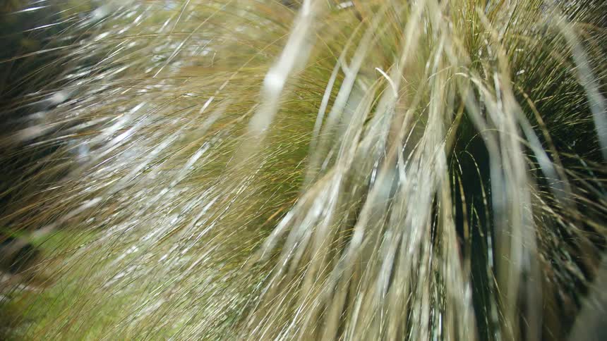 The long strand grass blows in the wind