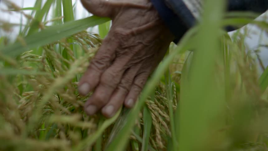 A person touches the crops as they move by