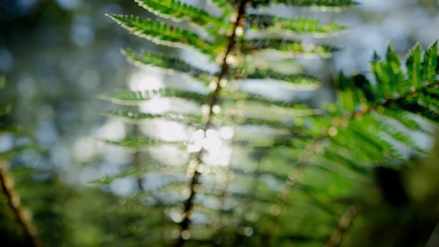 Sun glares through fern fronds from blue sky