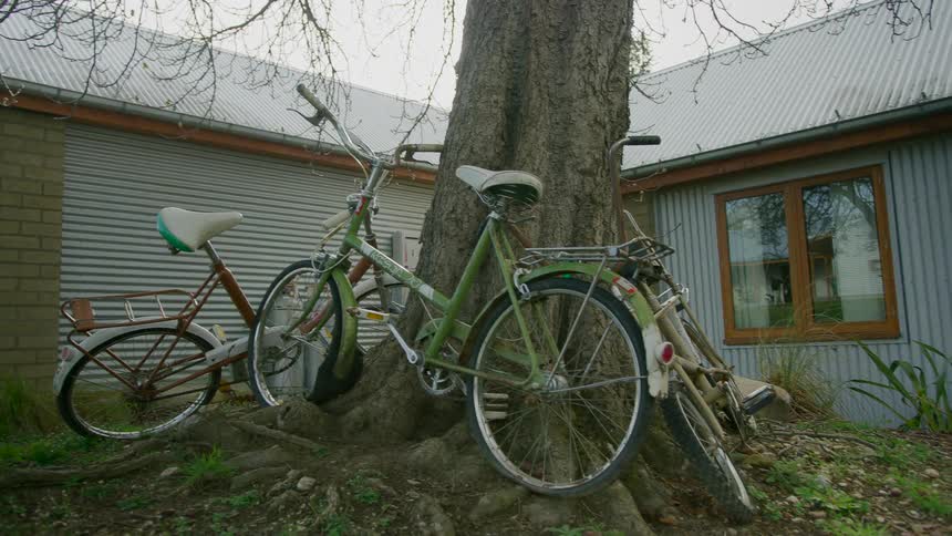 Bicycles leaned up against a tree with a building the sky and clouds in the background