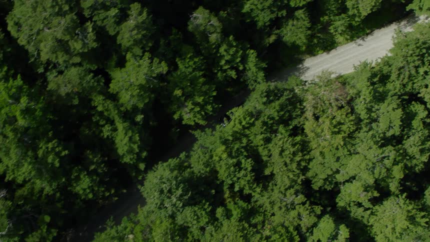 Aerial view of a car driving on a road through the forest at daytime